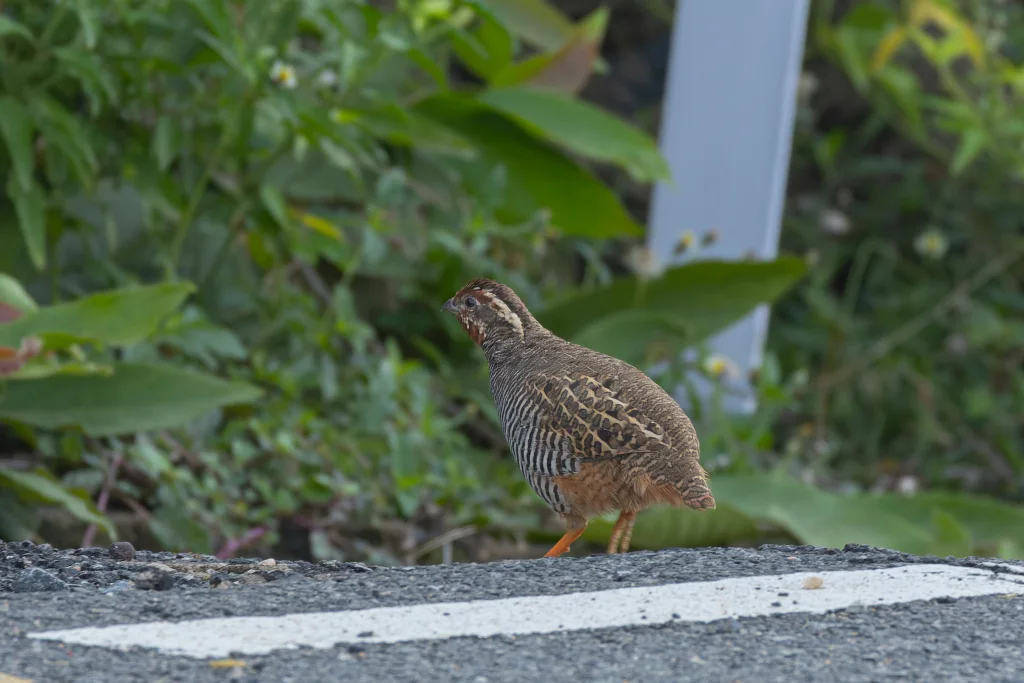 丛林鹑(Perdicula asiatica)