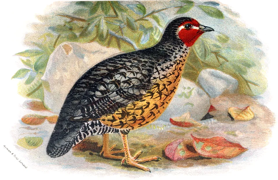 阿萨姆林鹑(Perdicula manipurensis)
