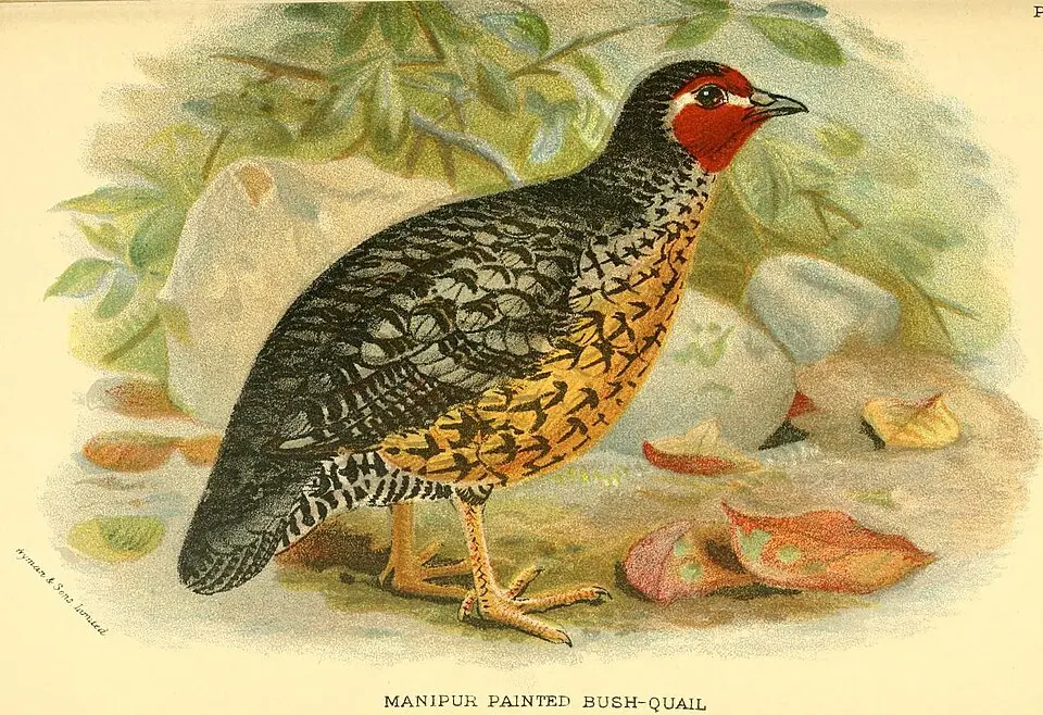 阿萨姆林鹑(Perdicula manipurensis)