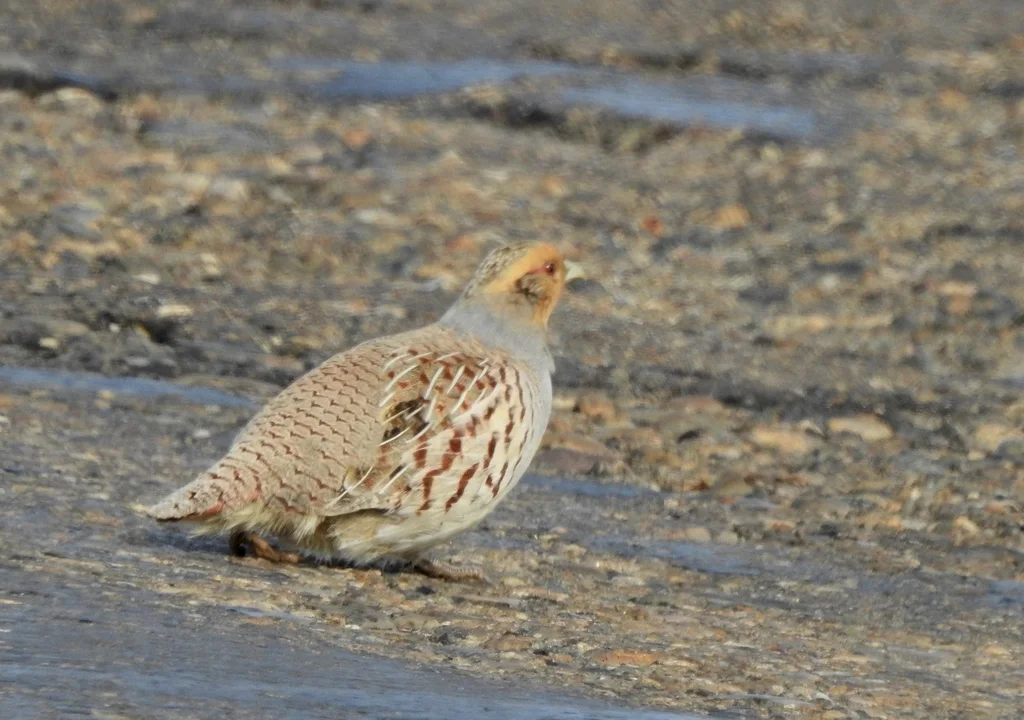 斑翅山鹑(Perdix dauurica)