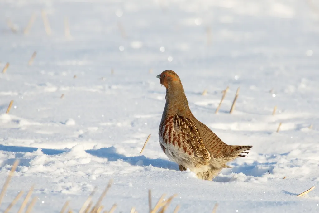 灰山鹑(Perdix perdix)