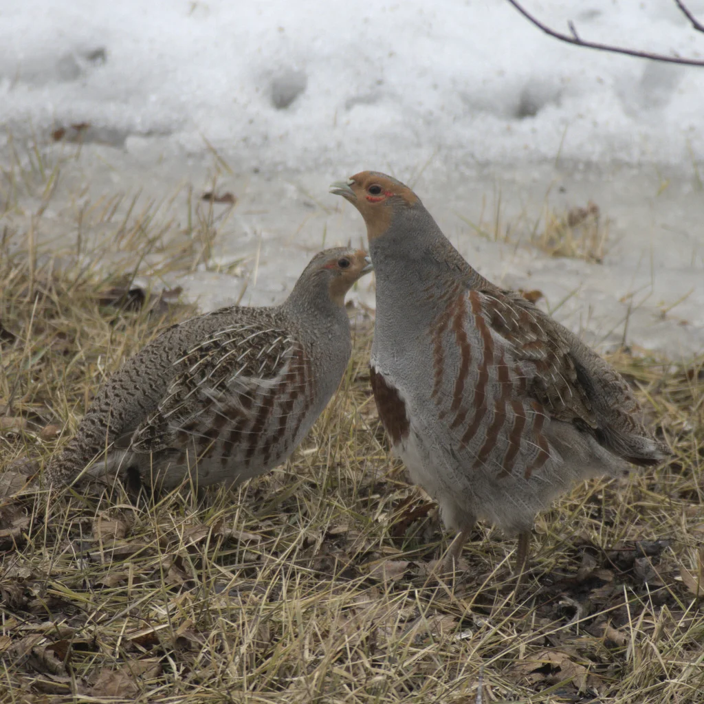 灰山鹑(Perdix perdix)