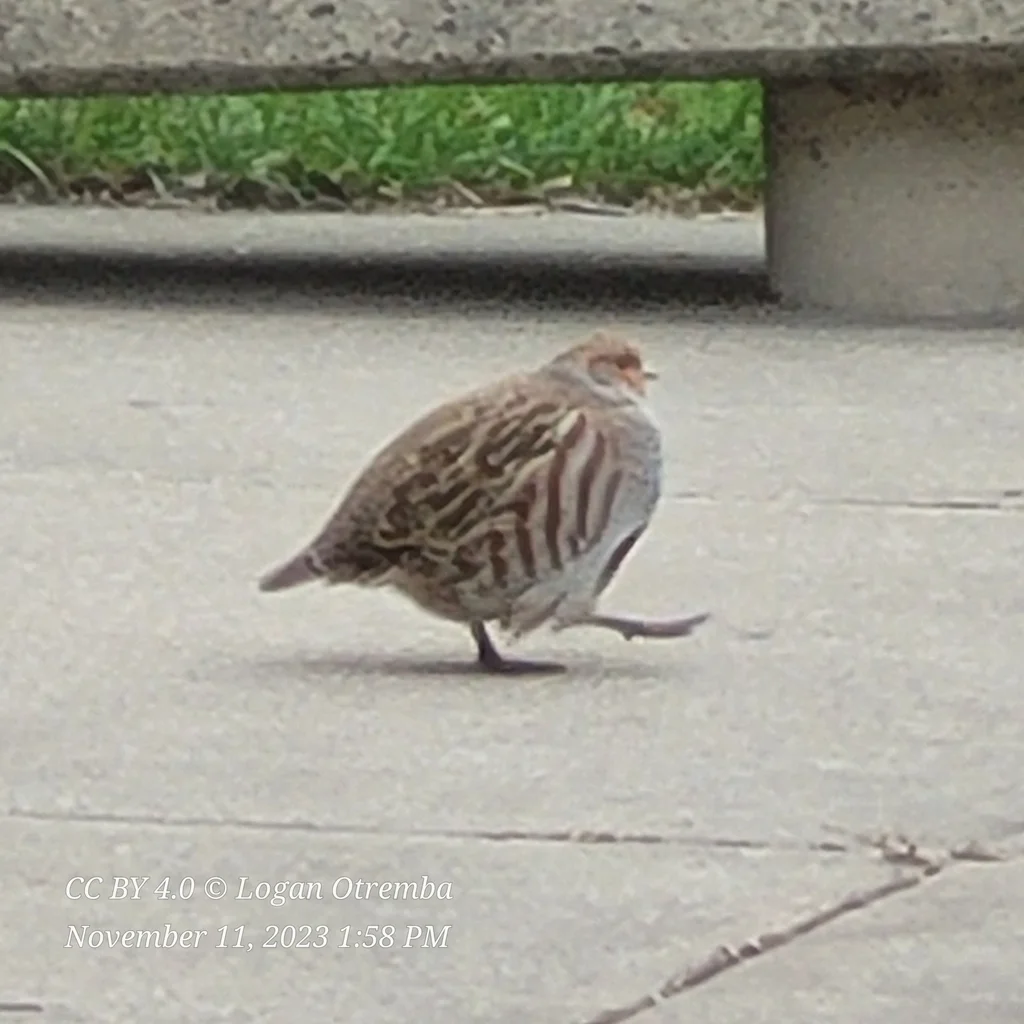 灰山鹑(Perdix perdix)