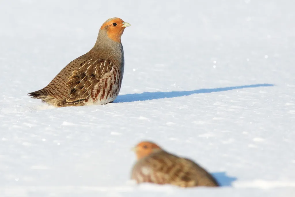 灰山鹑(Perdix perdix)