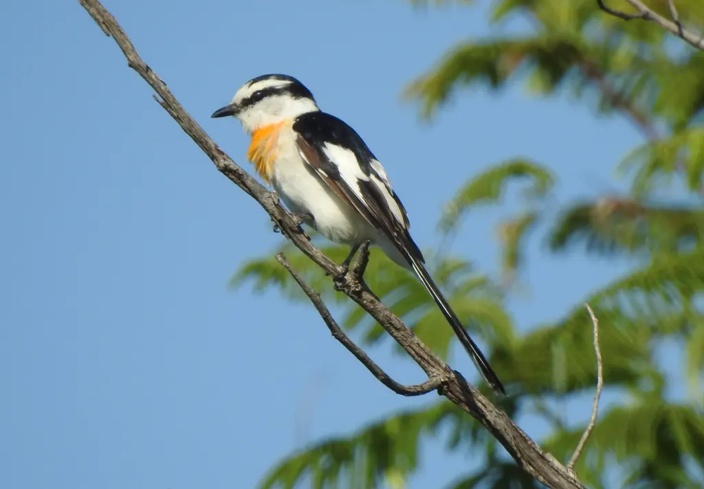 白额山椒鸟(Pericrocotus albifrons)