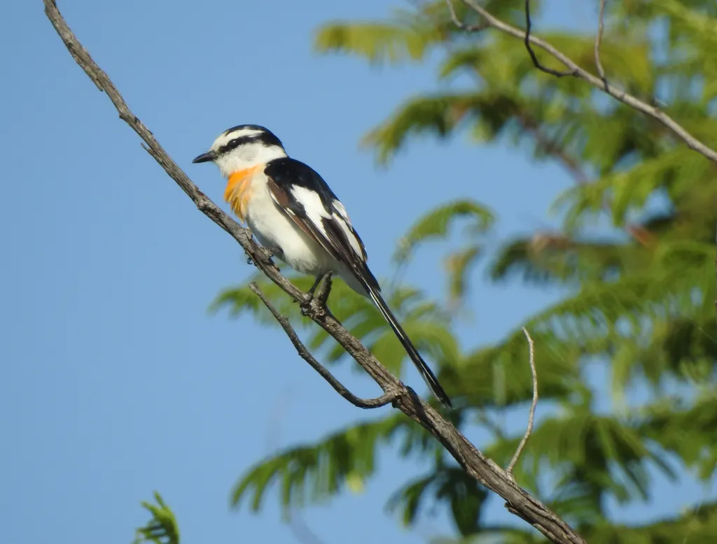 白额山椒鸟(Pericrocotus albifrons)