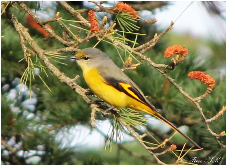 短嘴山椒鸟（Pericrocotus brevirostris）