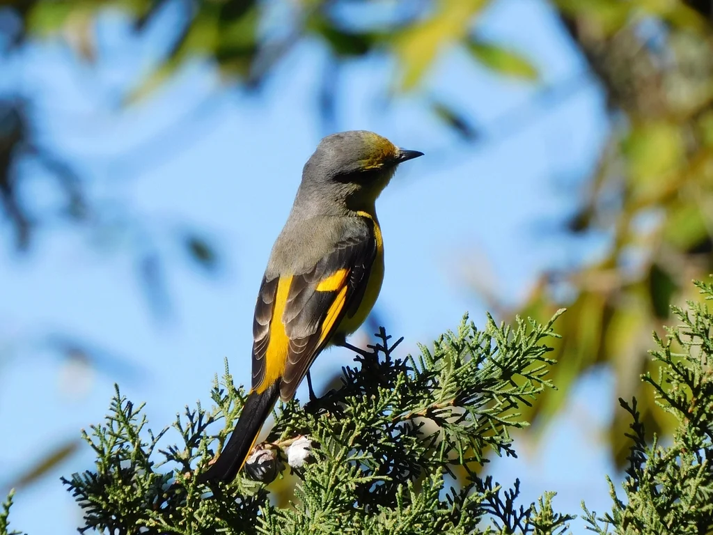 短嘴山椒鸟（Pericrocotus brevirostris）