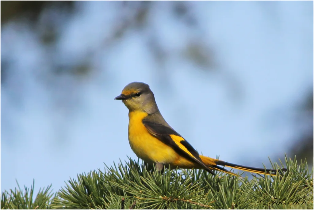短嘴山椒鸟（Pericrocotus brevirostris）