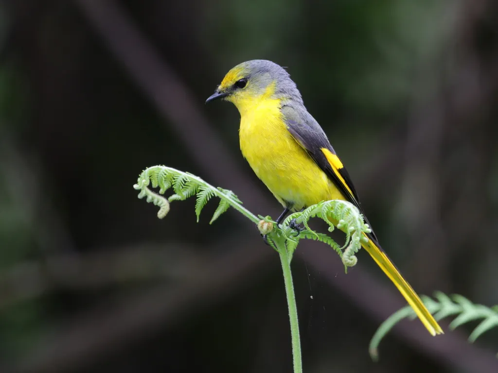 短嘴山椒鸟（Pericrocotus brevirostris）