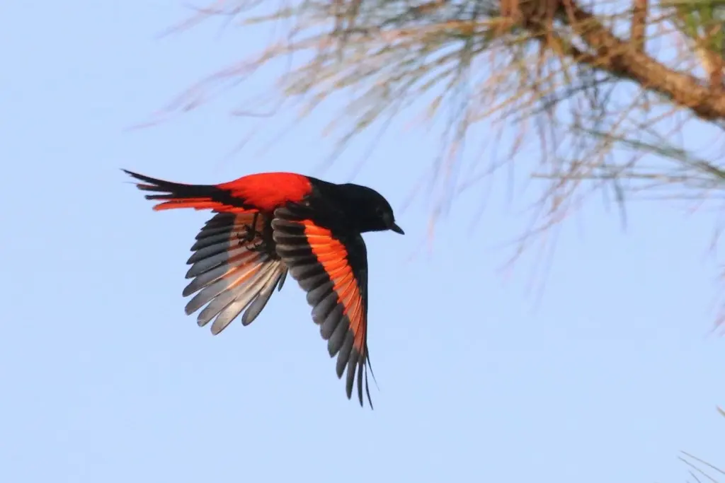 短嘴山椒鸟（Pericrocotus brevirostris）
