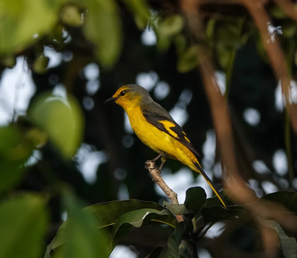短嘴山椒鸟（Pericrocotus brevirostris）