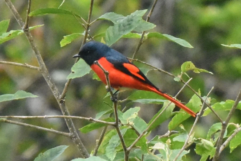 短嘴山椒鸟（Pericrocotus brevirostris）