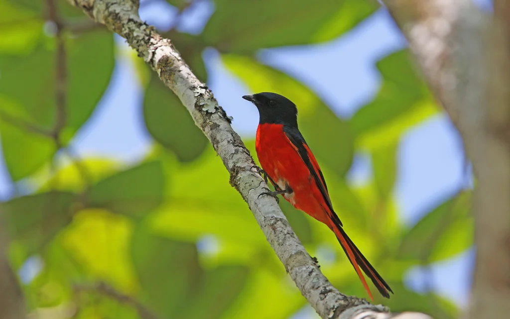 短嘴山椒鸟（Pericrocotus brevirostris）