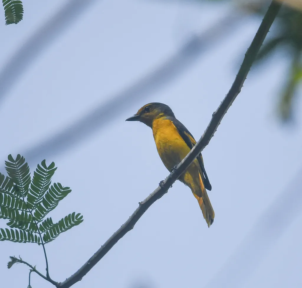 短嘴山椒鸟（Pericrocotus brevirostris）