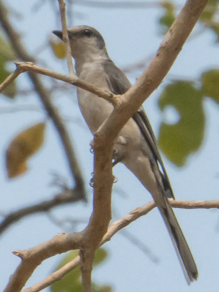 小灰山椒鸟(Pericrocotus cantonensis)