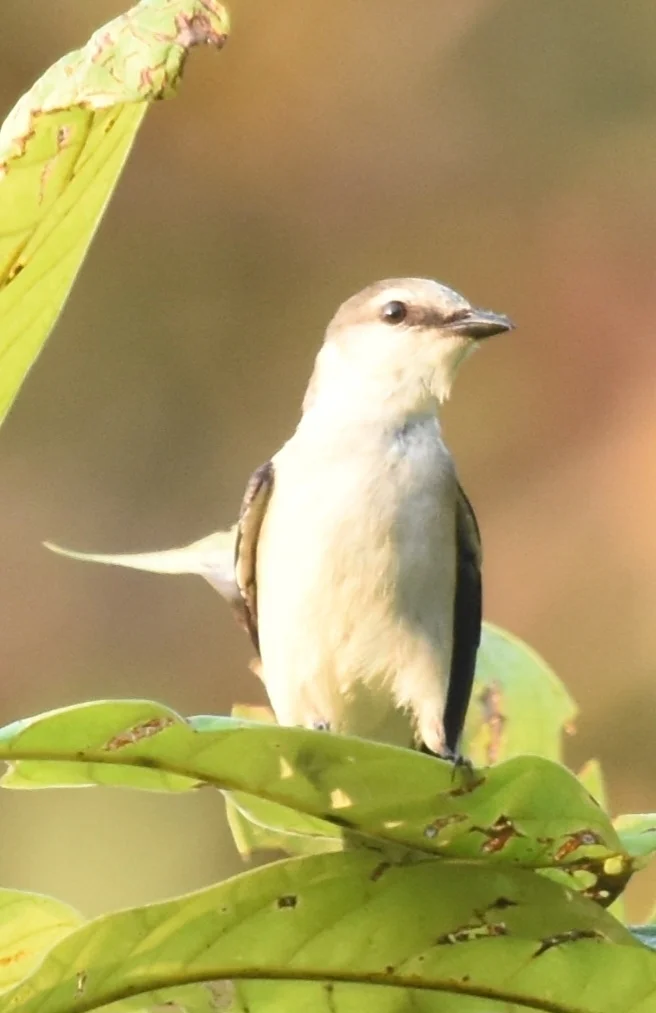 小灰山椒鸟(Pericrocotus cantonensis)