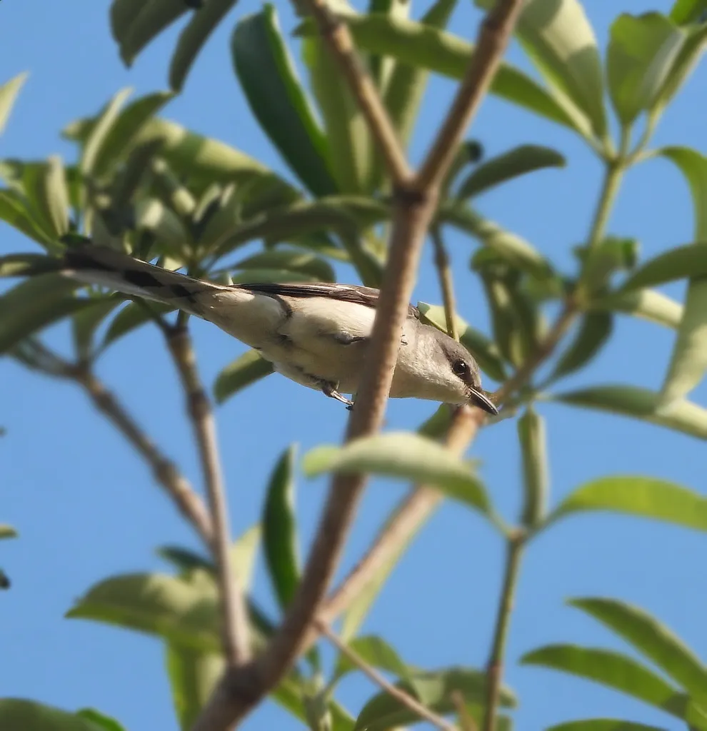 小灰山椒鸟(Pericrocotus cantonensis)