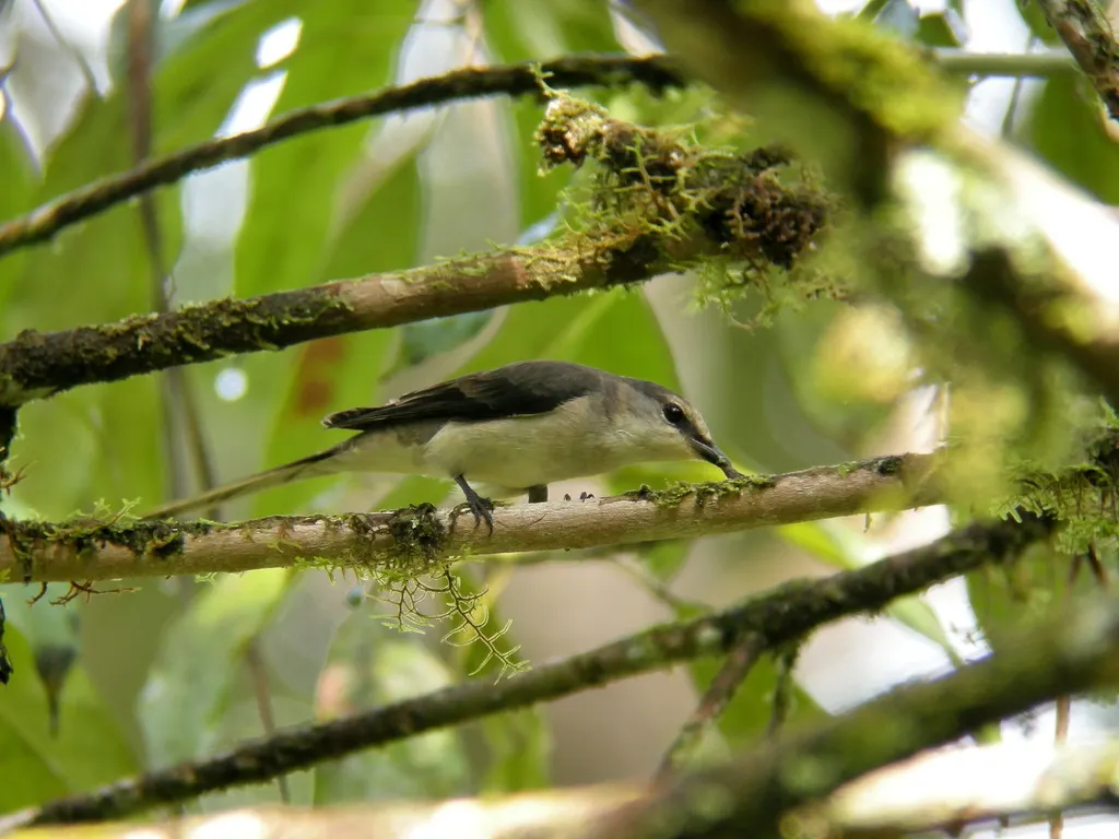 小灰山椒鸟(Pericrocotus cantonensis)