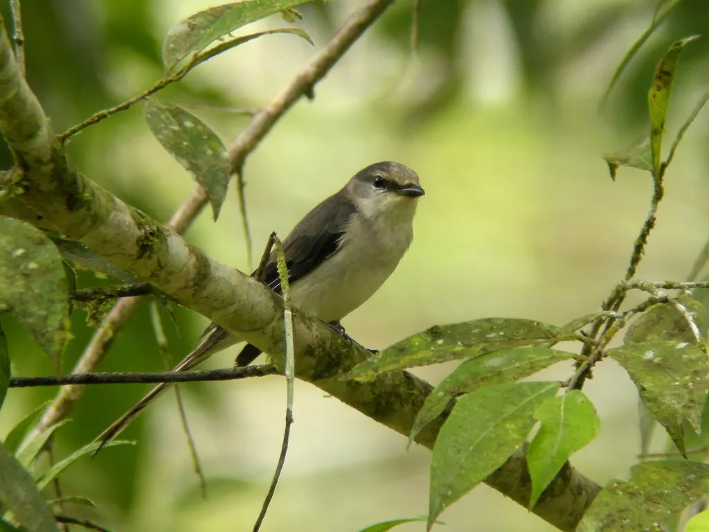 小灰山椒鸟(Pericrocotus cantonensis)