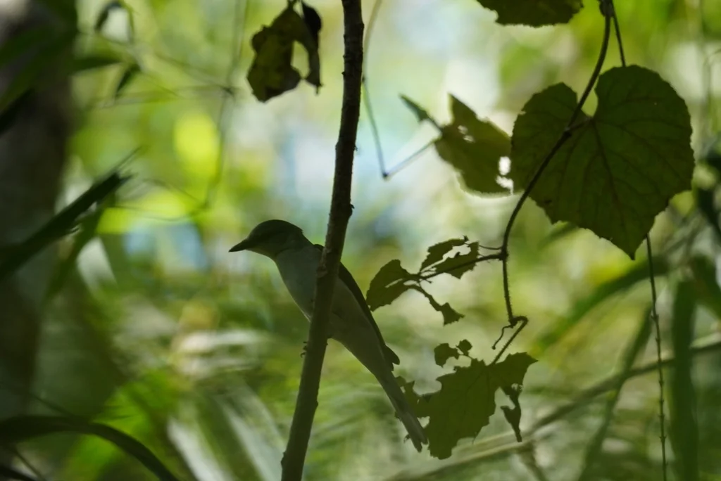 小灰山椒鸟(Pericrocotus cantonensis)