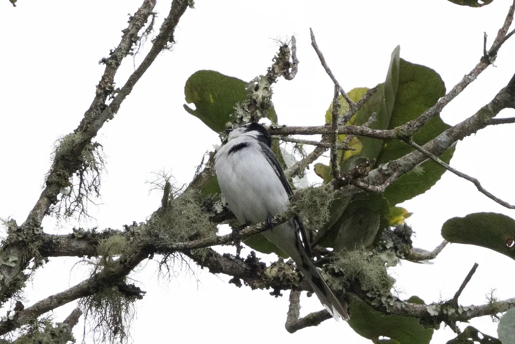 灰山椒鸟（Pericrocotus divaricatus）
