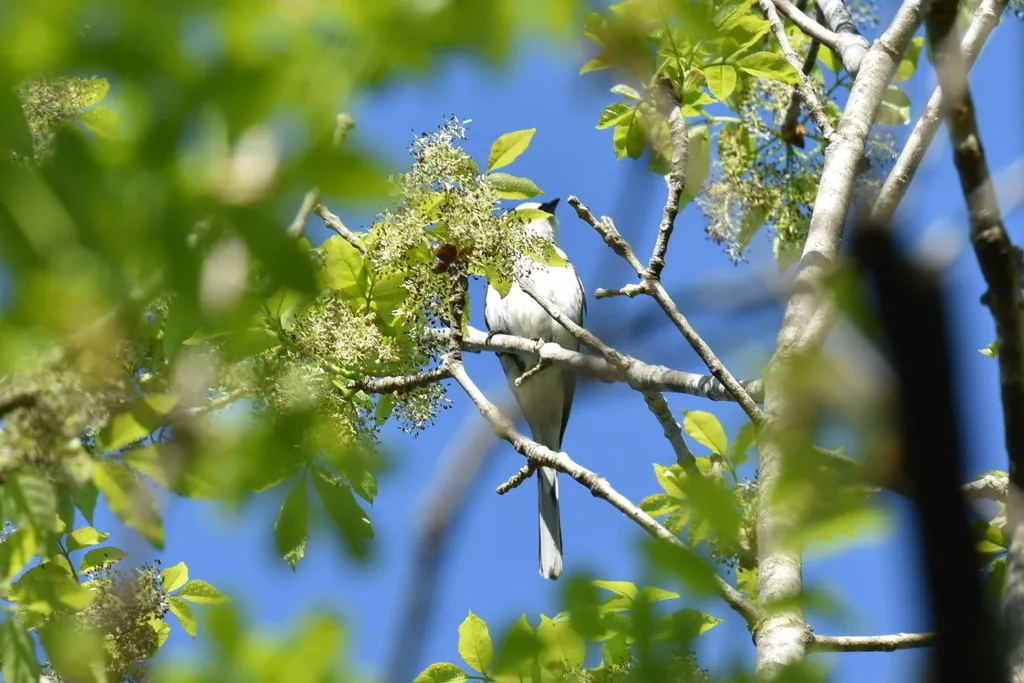 灰山椒鸟(Pericrocotus divaricatus)