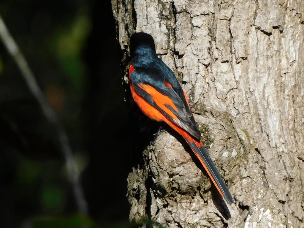 长尾山椒鸟（Pericrocotus ethologus）
