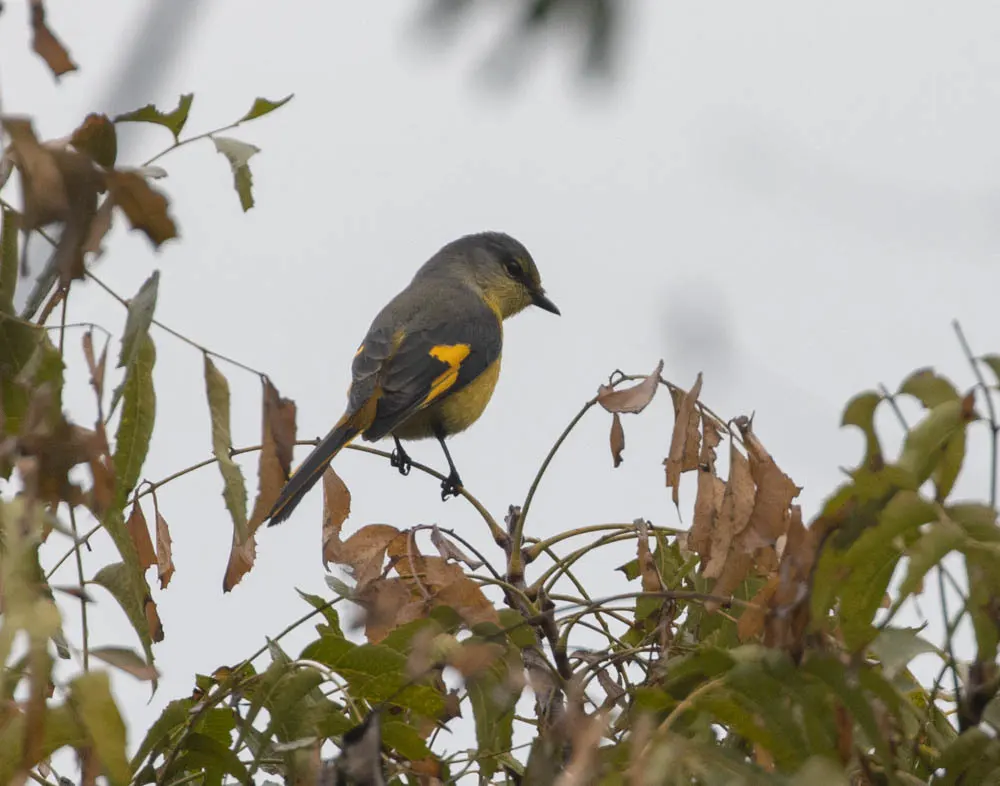 长尾山椒鸟（Pericrocotus ethologus）