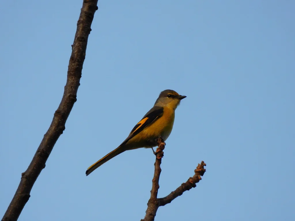 长尾山椒鸟（Pericrocotus ethologus）