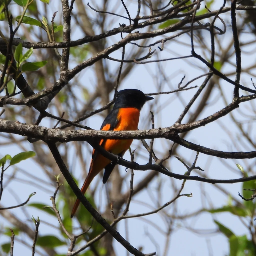 赤黄山椒鸟(Pericrocotus flammeus)