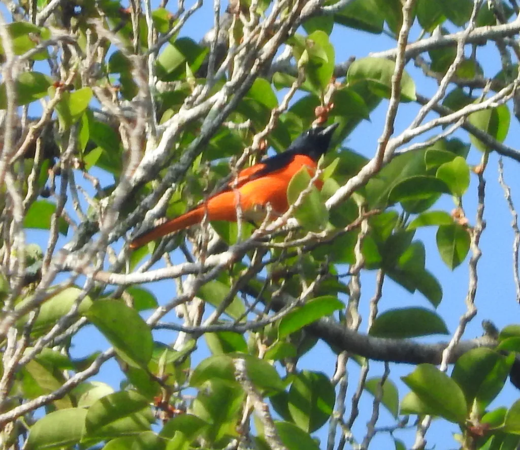 火红山椒鸟(Pericrocotus igneus)