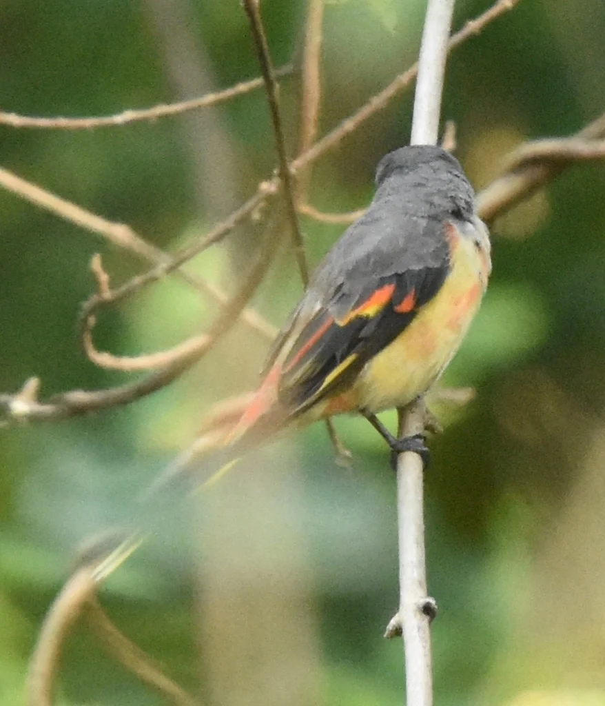 粉红山椒鸟(Pericrocotus roseus)