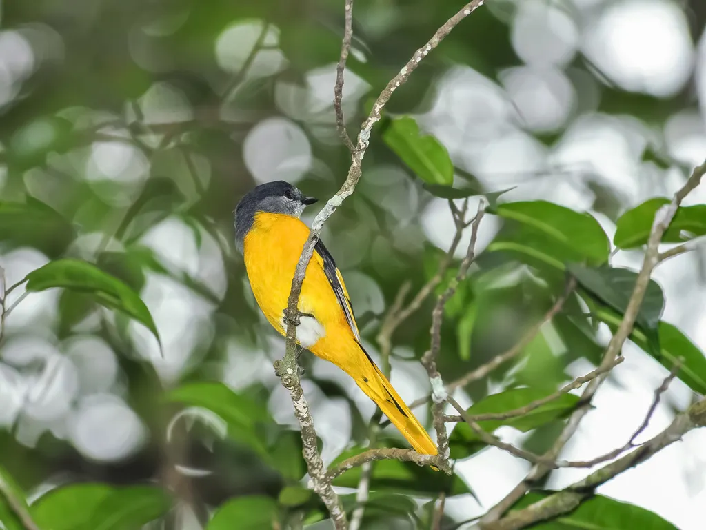 灰喉山椒鸟(Pericrocotus solaris)