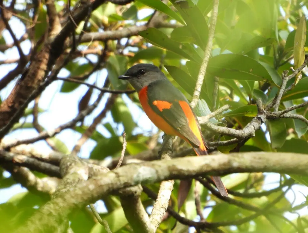 灰喉山椒鸟(Pericrocotus solaris)