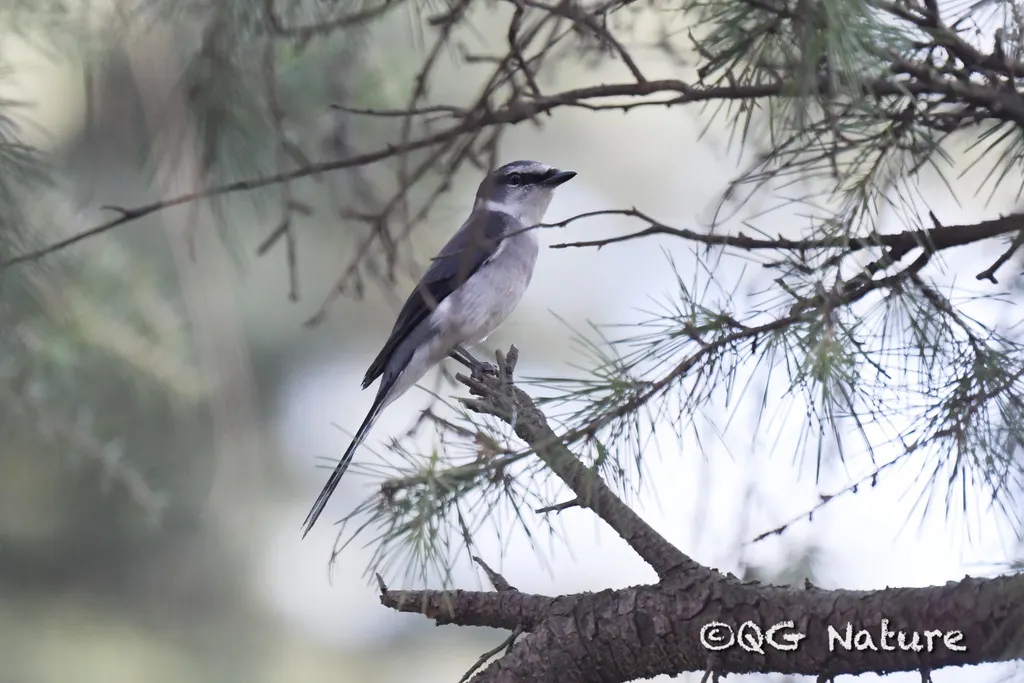 琉球山椒鸟（Pericrocotus tegimae）