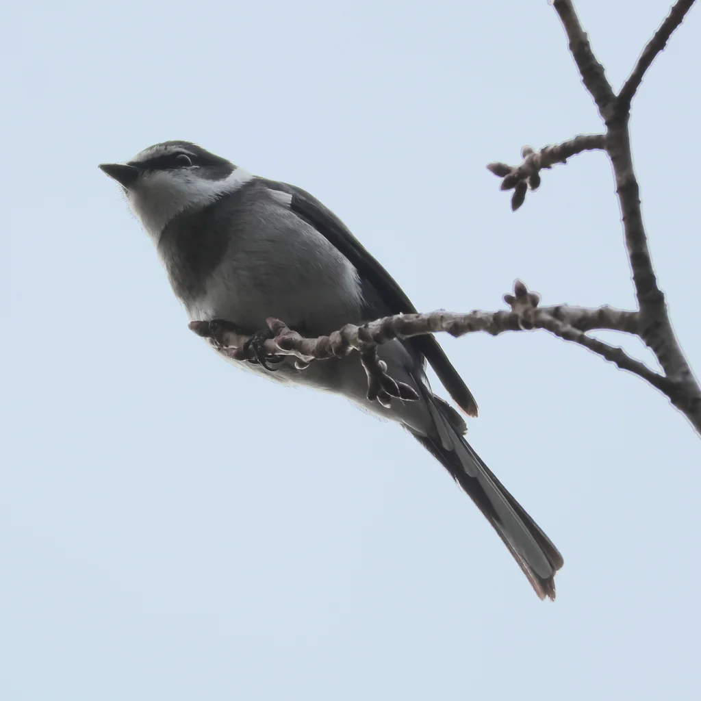 琉球山椒鸟（Pericrocotus tegimae）