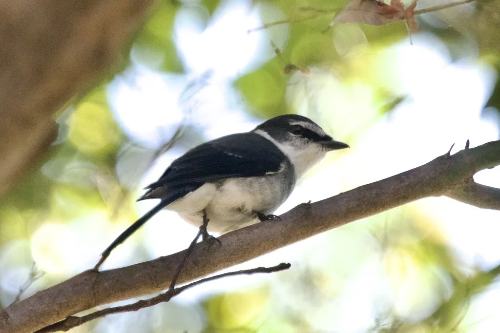 琉球山椒鸟（Pericrocotus tegimae）
