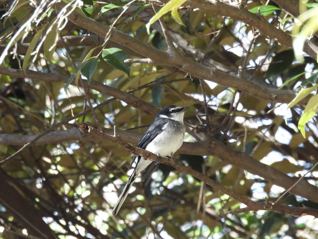 琉球山椒鸟（Pericrocotus tegimae）