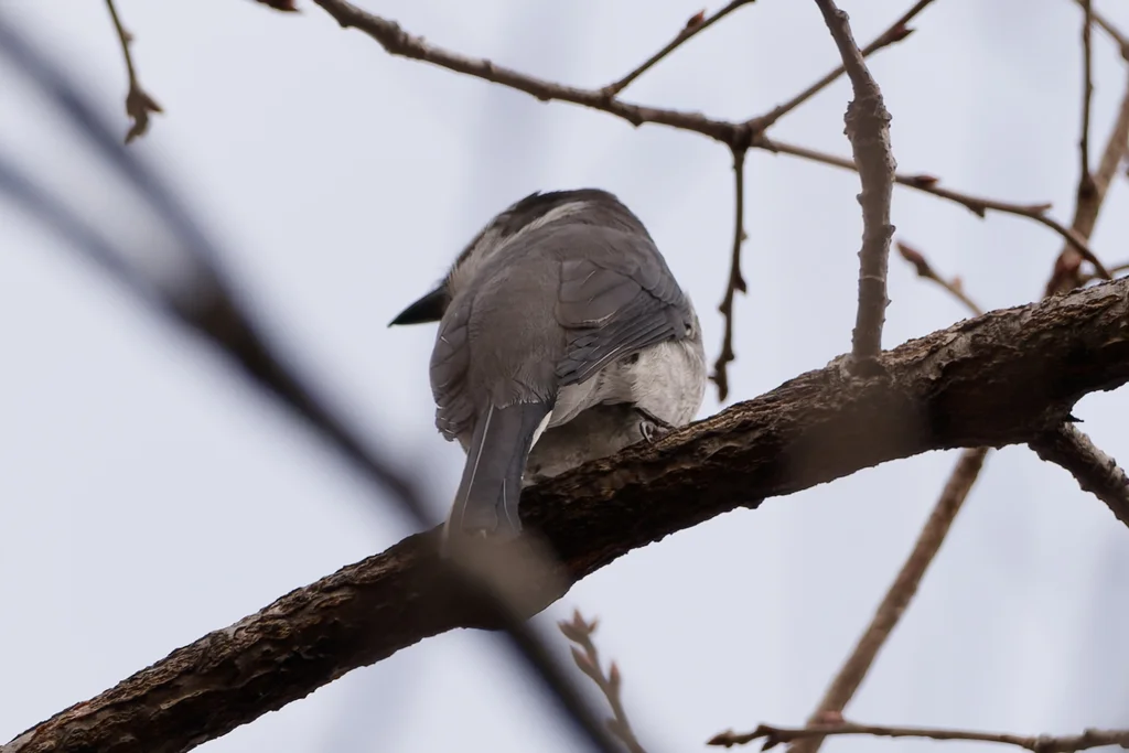 琉球山椒鸟（Pericrocotus tegimae）