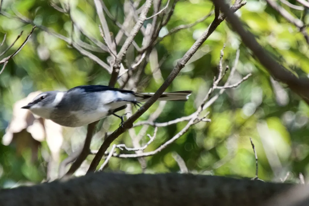 琉球山椒鸟（Pericrocotus tegimae）