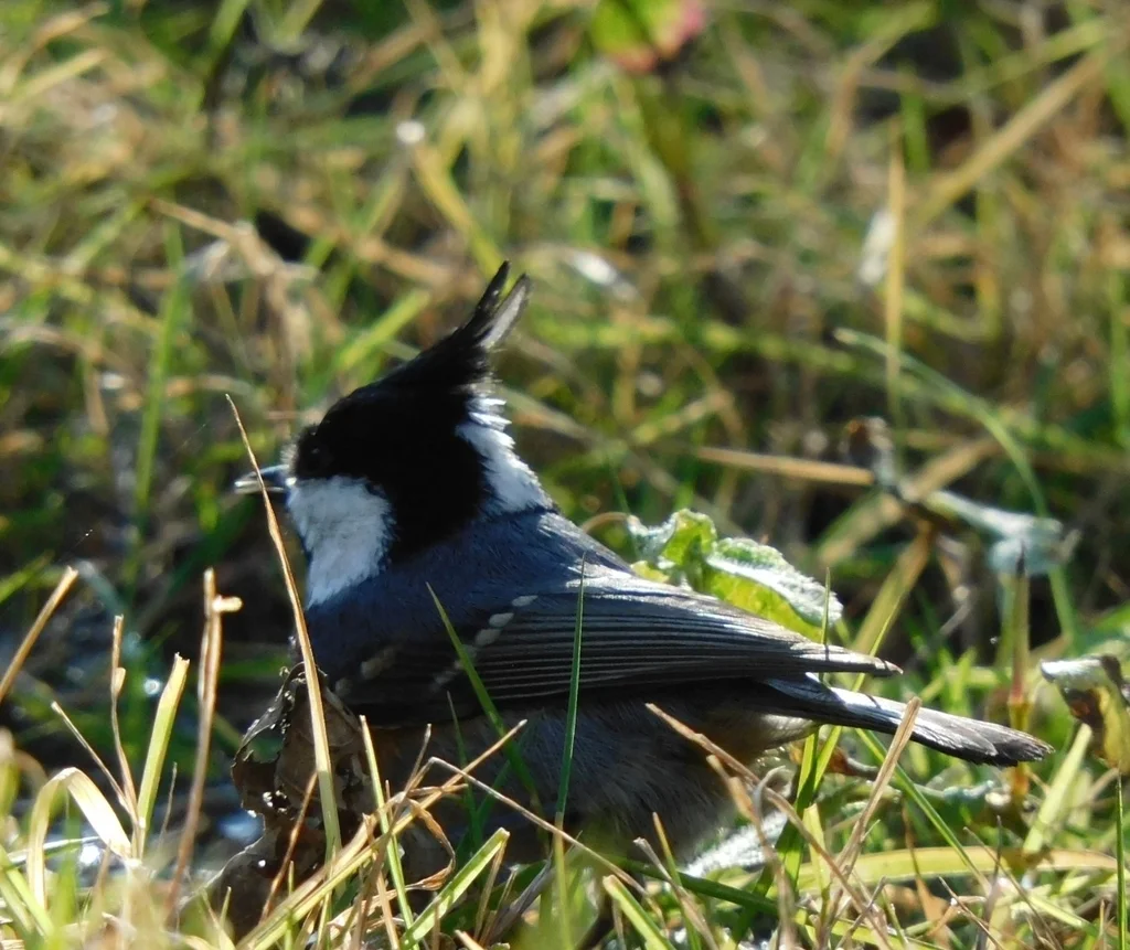 煤山雀(Periparus ater)