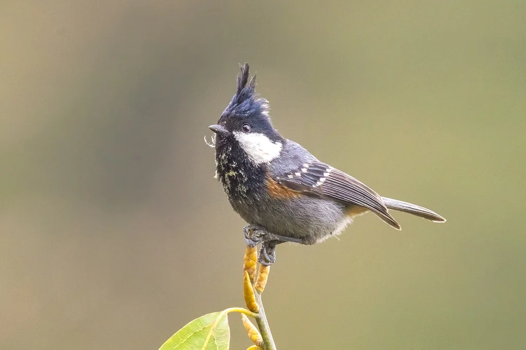 煤山雀(Periparus ater)