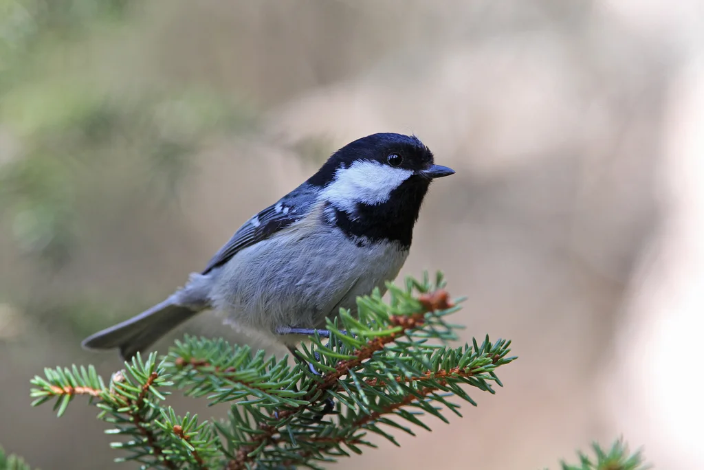 煤山雀(Periparus ater)