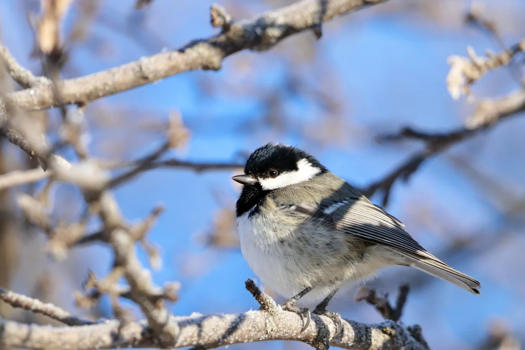 煤山雀(Periparus ater)