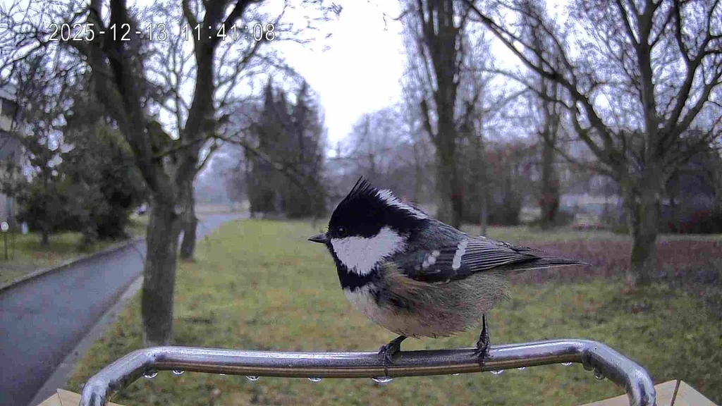 煤山雀(Periparus ater)
