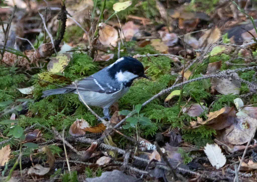 煤山雀(Periparus ater)