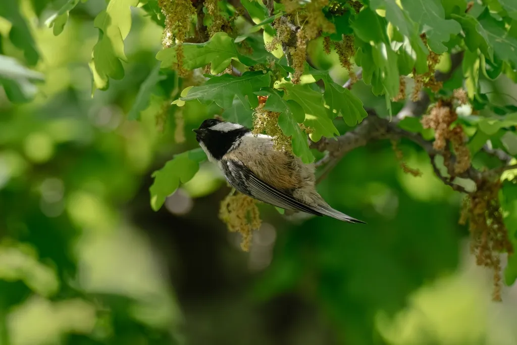 煤山雀(Periparus ater)