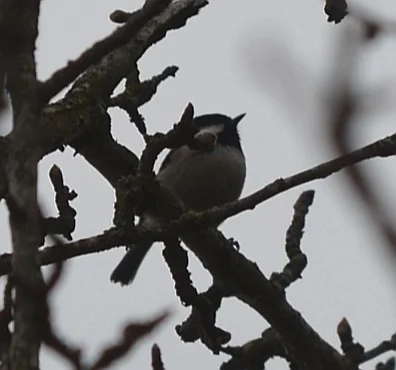 煤山雀(Periparus ater)