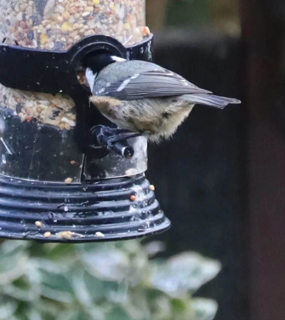 煤山雀(Periparus ater)